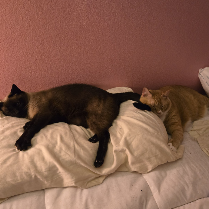 Cat Lover Extraordinaire