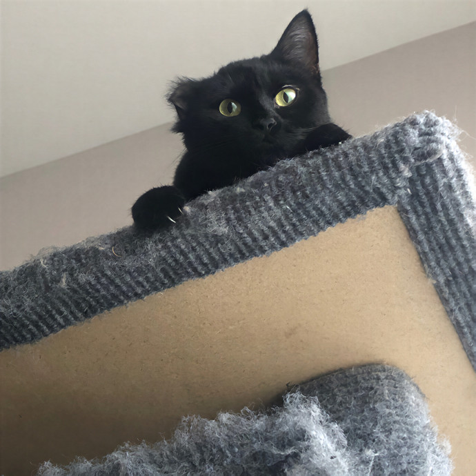 Whisker Watch Cat Sitting