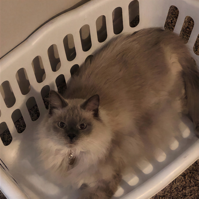 Whisker Watch Cat Sitting