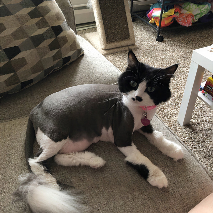 Whisker Watch Cat Sitting photo 3
