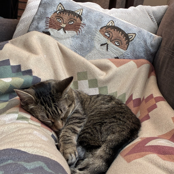 Meeting Your Cat At Their Comfort Level photo 3