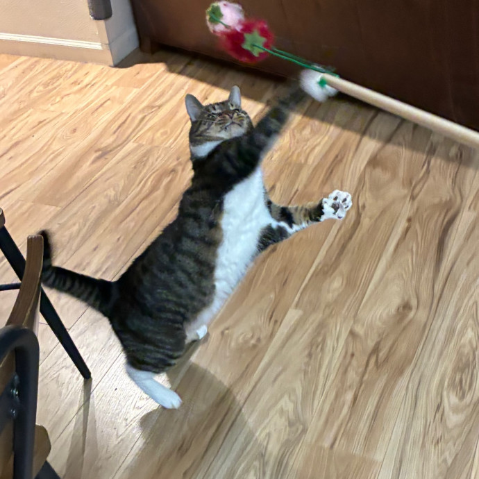 Meeting Your Cat At Their Comfort Level photo 3