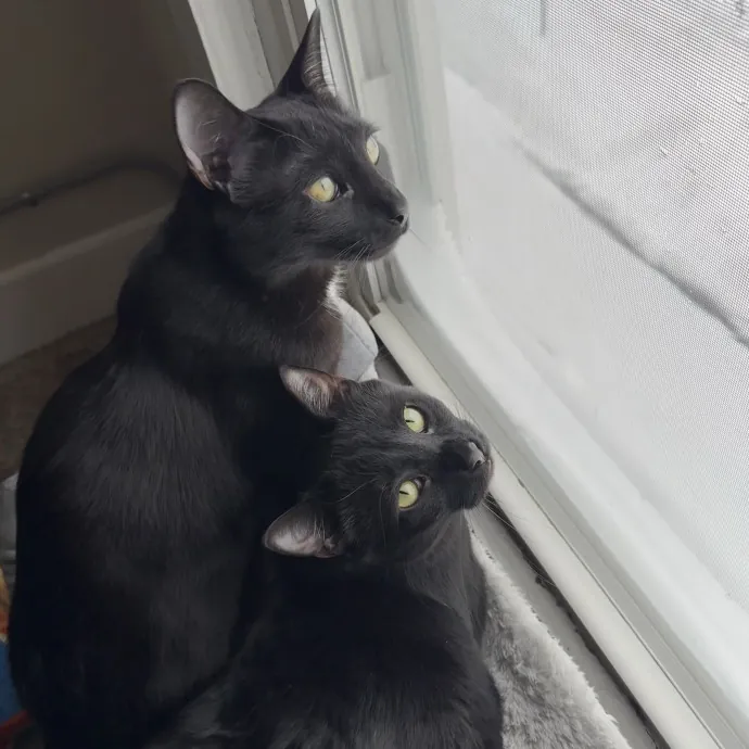 Your Cat's New Best Friend photo 2