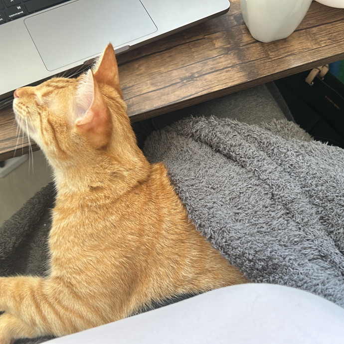 Fur Baby Love And Attention