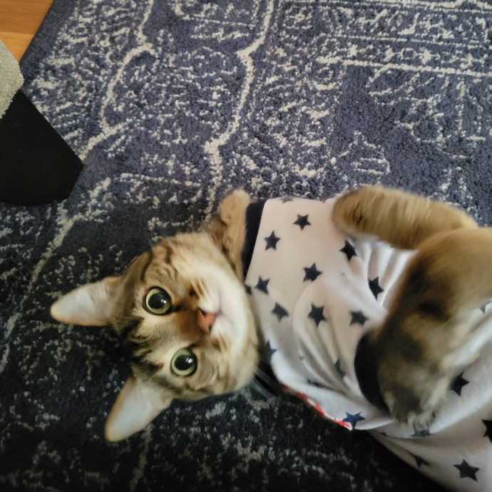 Experienced Cat Sitter In Vegas Area
