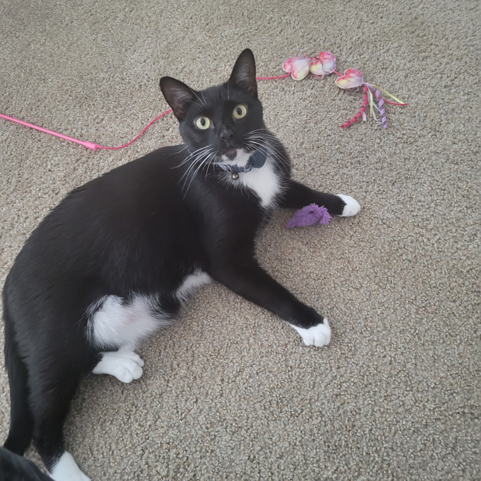 Experienced Cat Sitter In Vegas Area photo 3