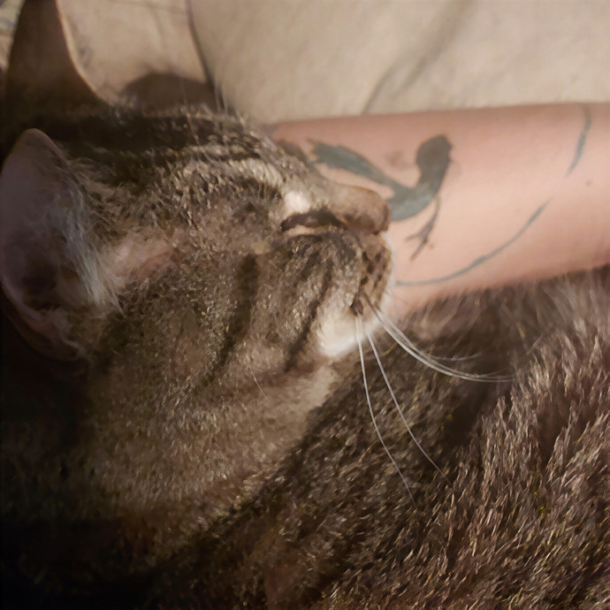 Cat Can Do Olympia - Lacey - Tumwater