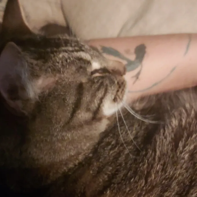 Cat Can Do Olympia - Lacey - Tumwater