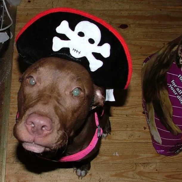 Cat Can Do Olympia - Lacey - Tumwater