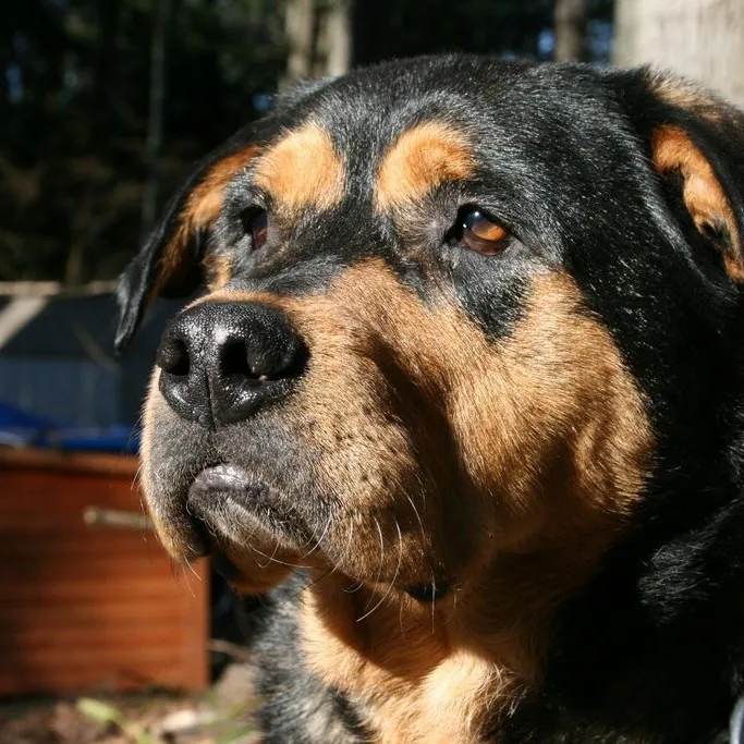 Cat Can Do Olympia - Lacey - Tumwater