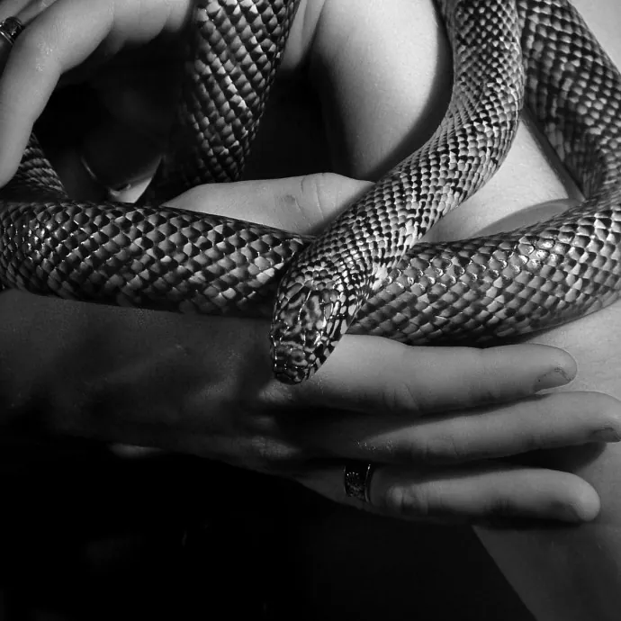 Cat Can Do Olympia - Lacey - Tumwater