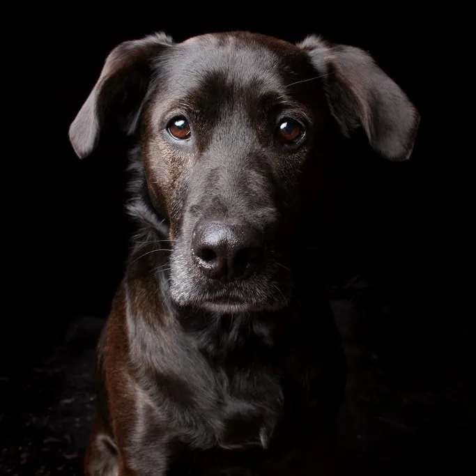 Cat Can Do Olympia - Lacey - Tumwater