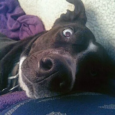 Cat Can Do Olympia - Lacey - Tumwater