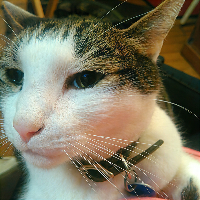 Cat Can Do Olympia - Lacey - Tumwater