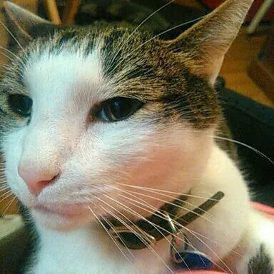 Cat Can Do Olympia - Lacey - Tumwater