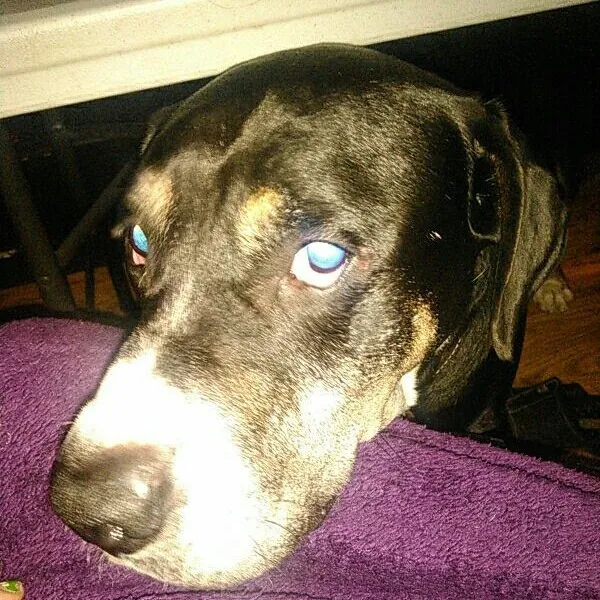 Cat Can Do Olympia - Lacey - Tumwater