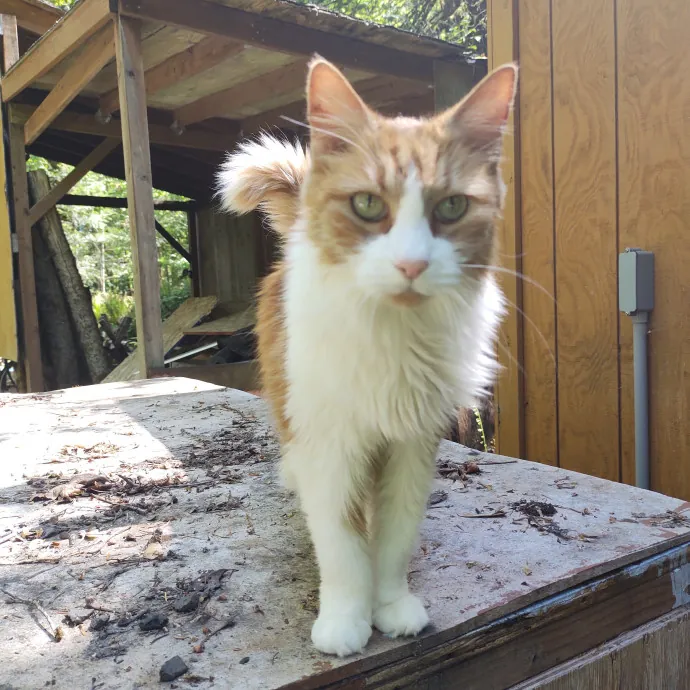 Cat Can Do Olympia - Lacey - Tumwater photo 4