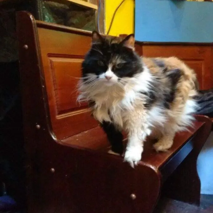 Cat Can Do Olympia - Lacey - Tumwater photo 3