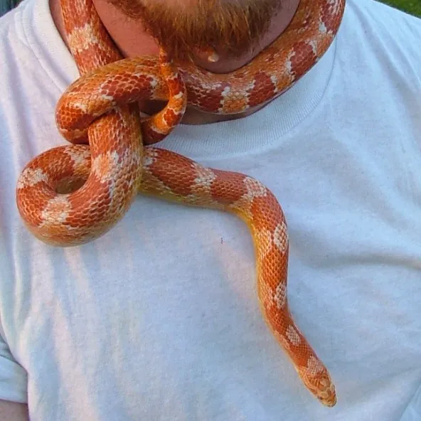 Cat Can Do Olympia - Lacey - Tumwater photo 2