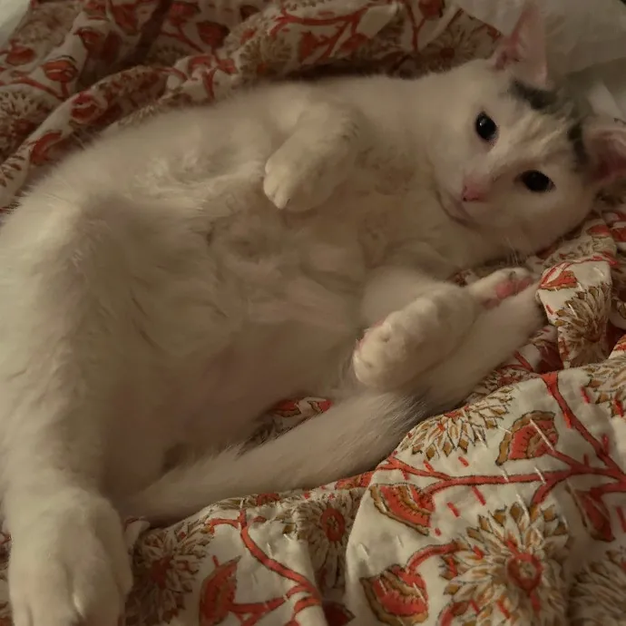 It's All In The Cat-Titude