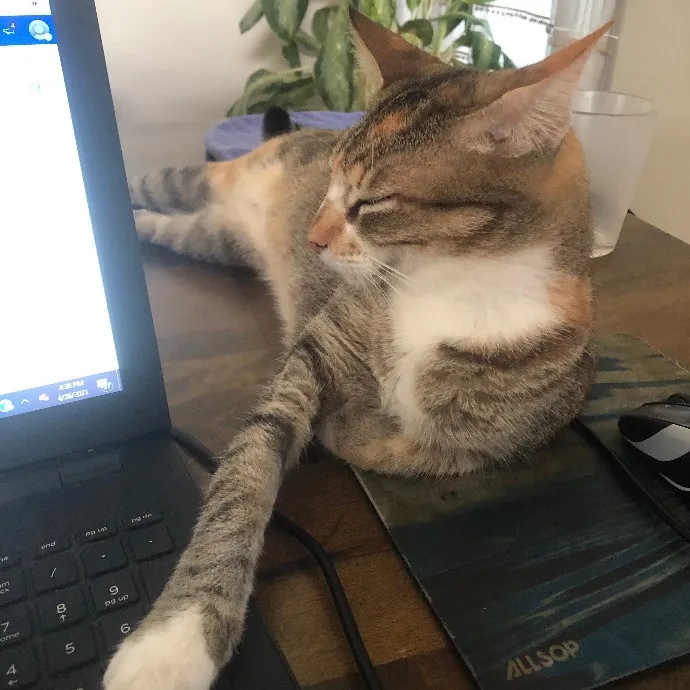 It's All In The Cat-Titude