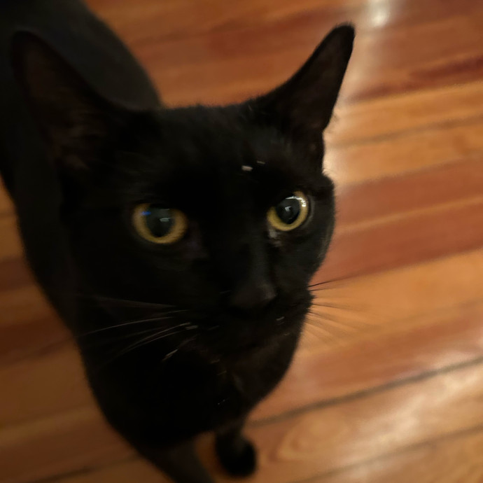 It's All In The Cat-Titude