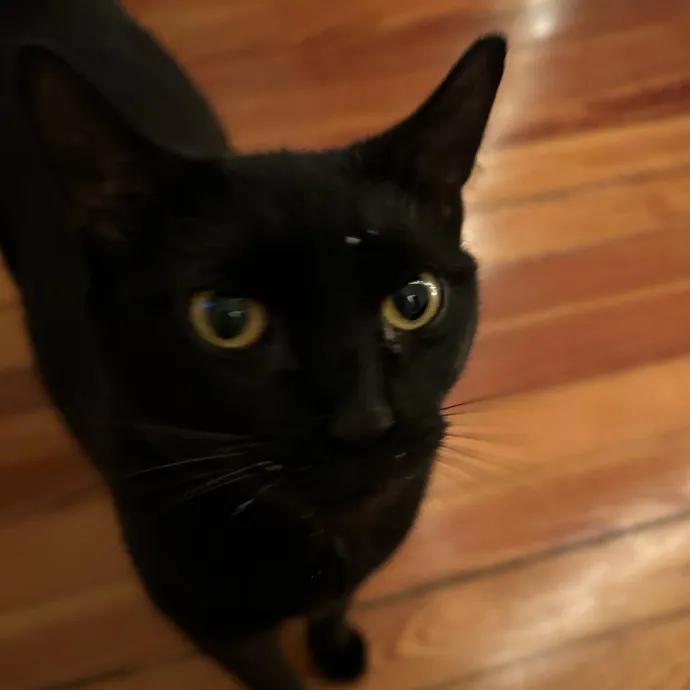 It's All In The Cat-Titude