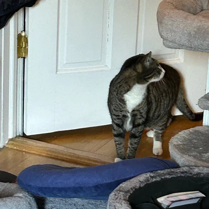 It's All In The Cat-Titude
