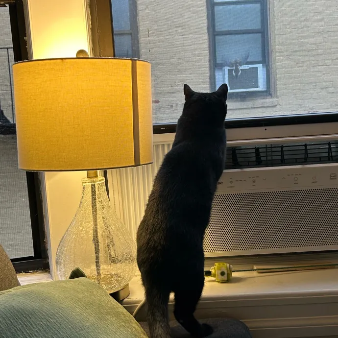 It's All In The Cat-Titude