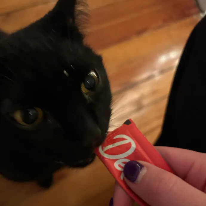 It's All In The Cat-Titude