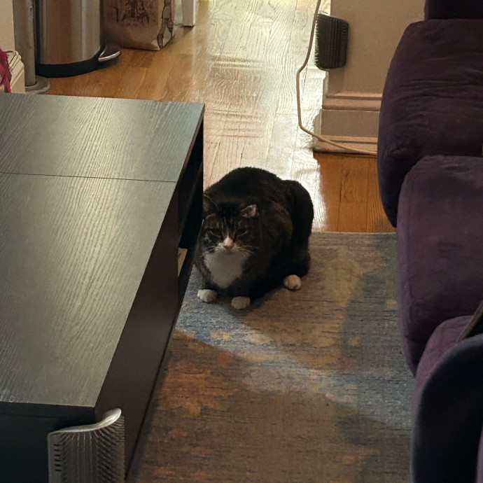 It's All In The Cat-Titude