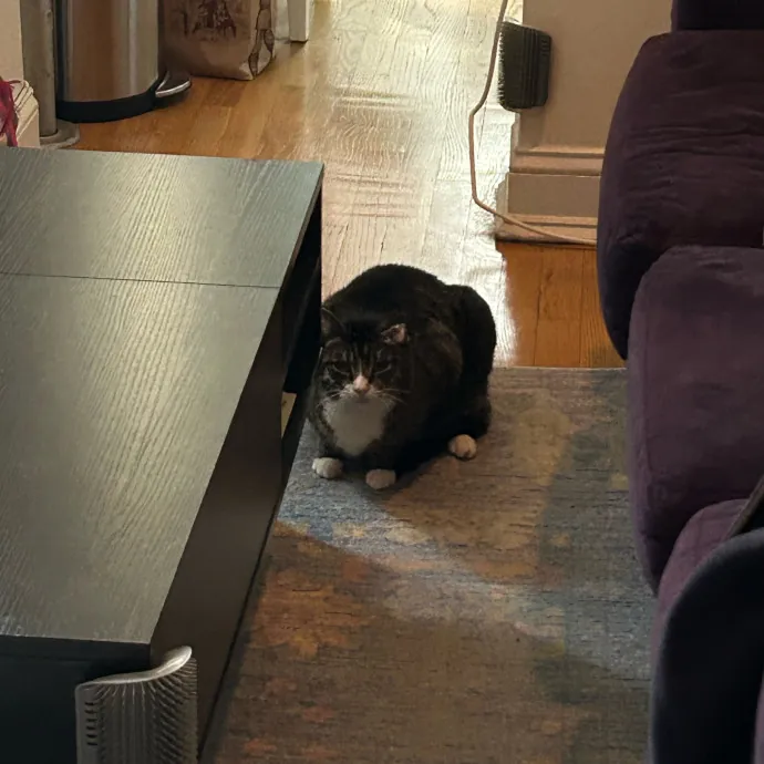 It's All In The Cat-Titude