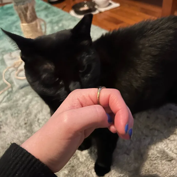 It's All In The Cat-Titude
