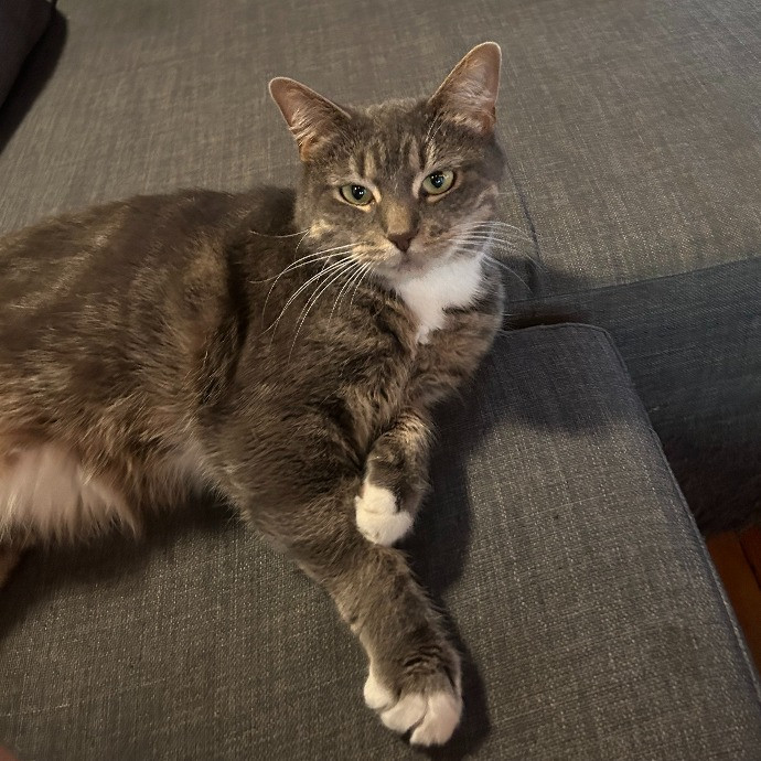 It's All In The Cat-Titude