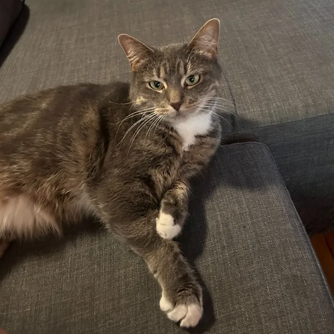 It's All In The Cat-Titude