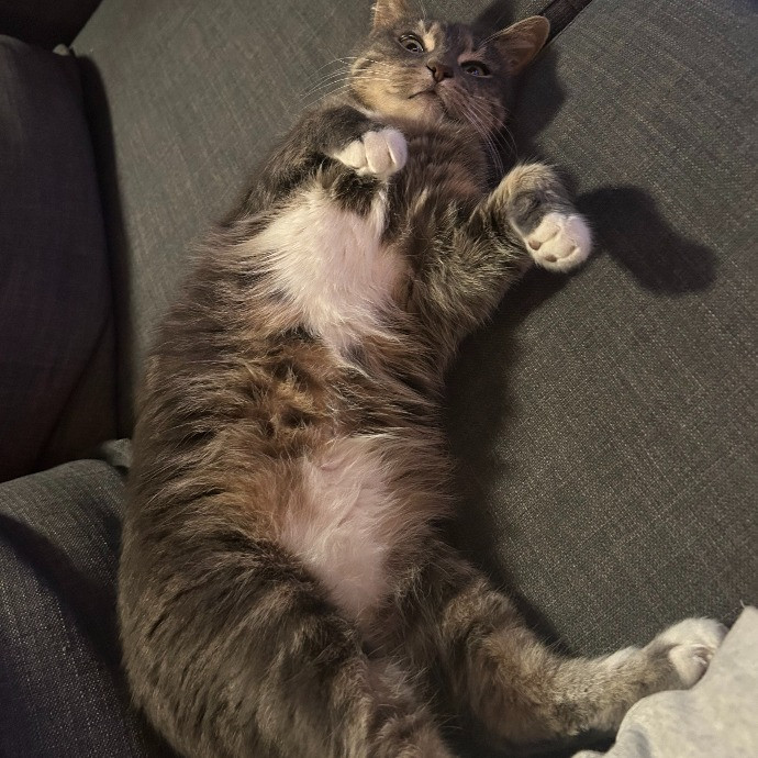 It's All In The Cat-Titude