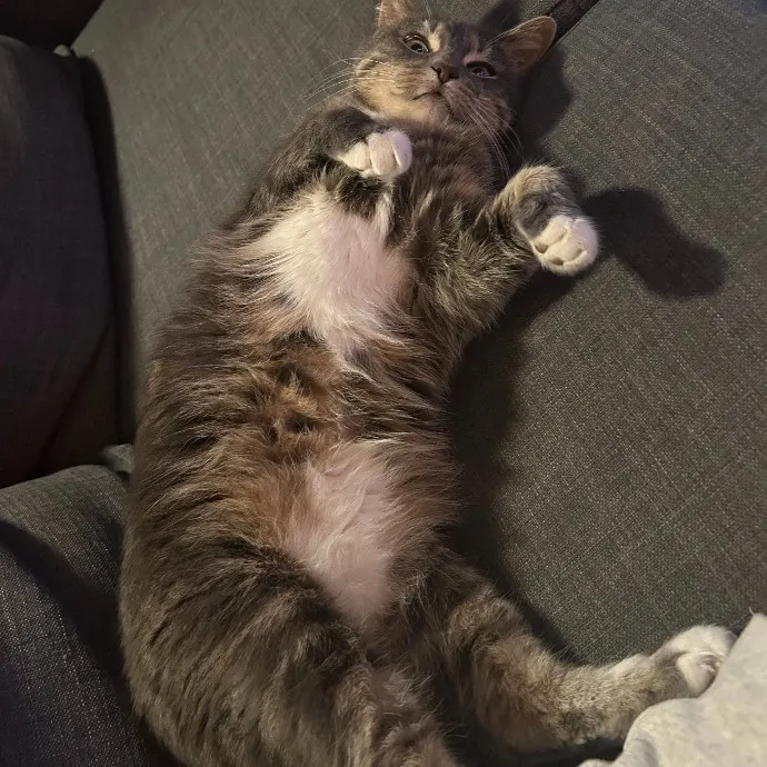 It's All In The Cat-Titude
