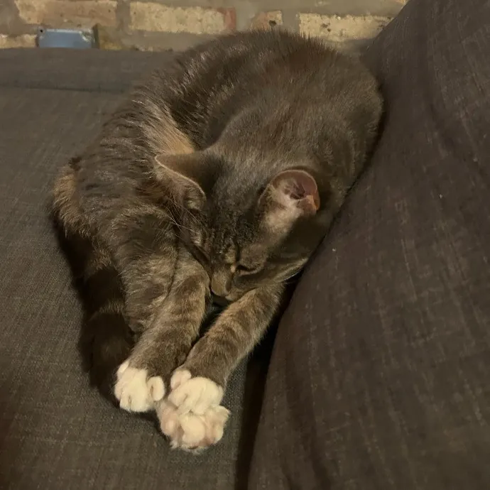 It's All In The Cat-Titude