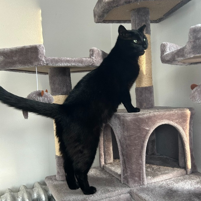 It's All In The Cat-Titude