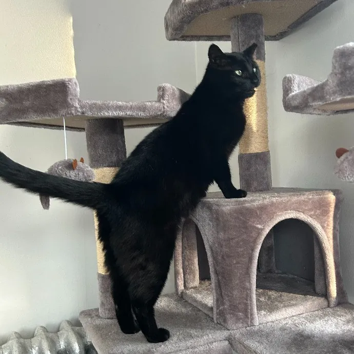 It's All In The Cat-Titude