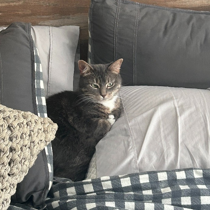 It's All In The Cat-Titude