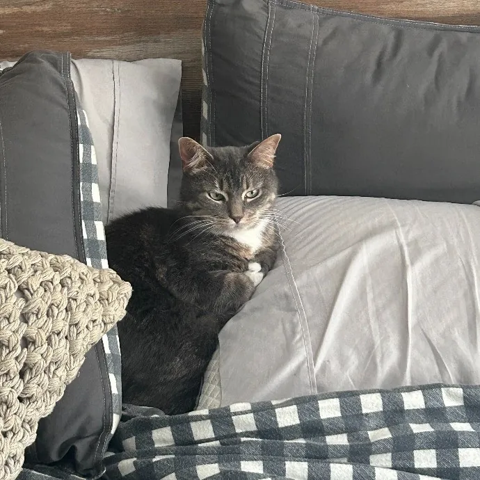 It's All In The Cat-Titude