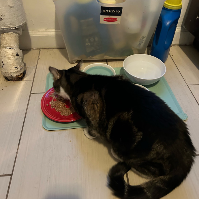 It's All In The Cat-Titude
