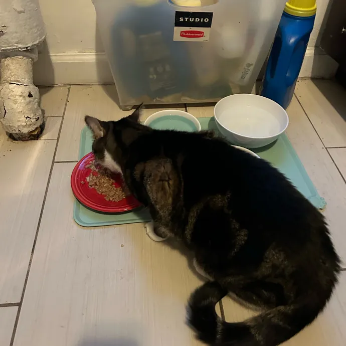 It's All In The Cat-Titude