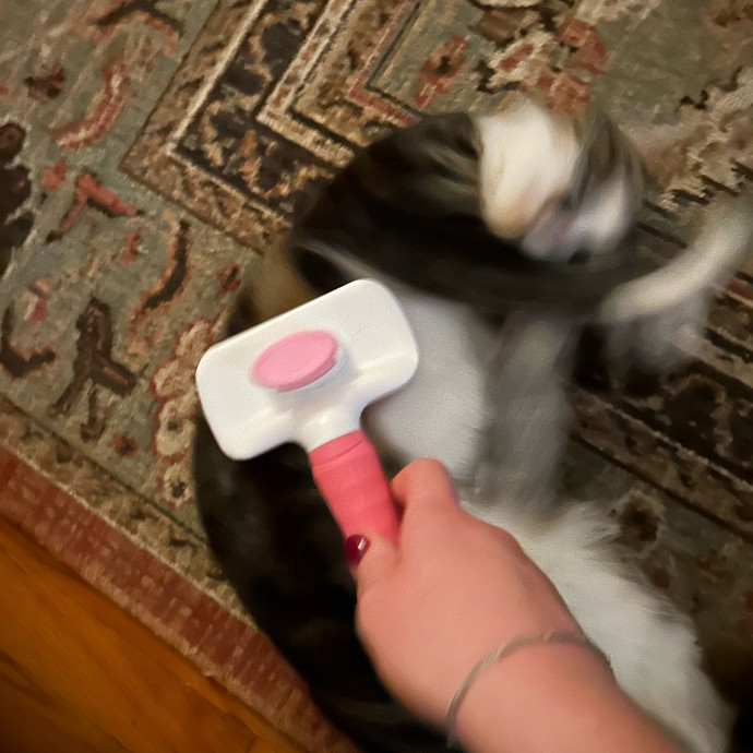 It's All In The Cat-Titude