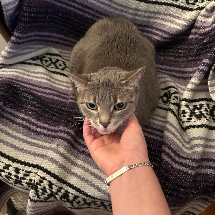 It's All In The Cat-Titude