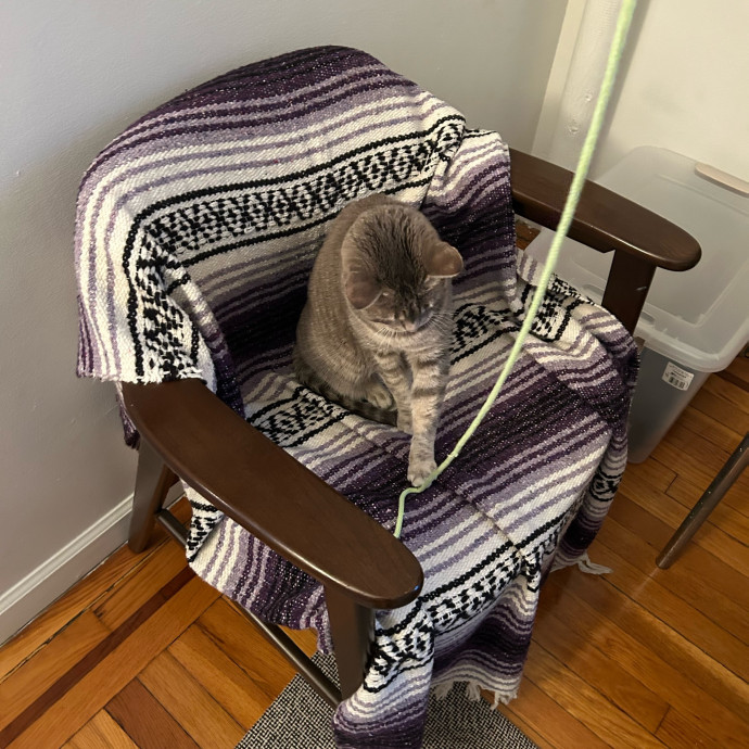 It's All In The Cat-Titude