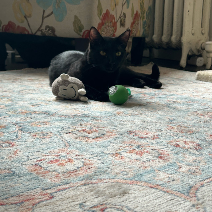 It's All In The Cat-Titude photo 2