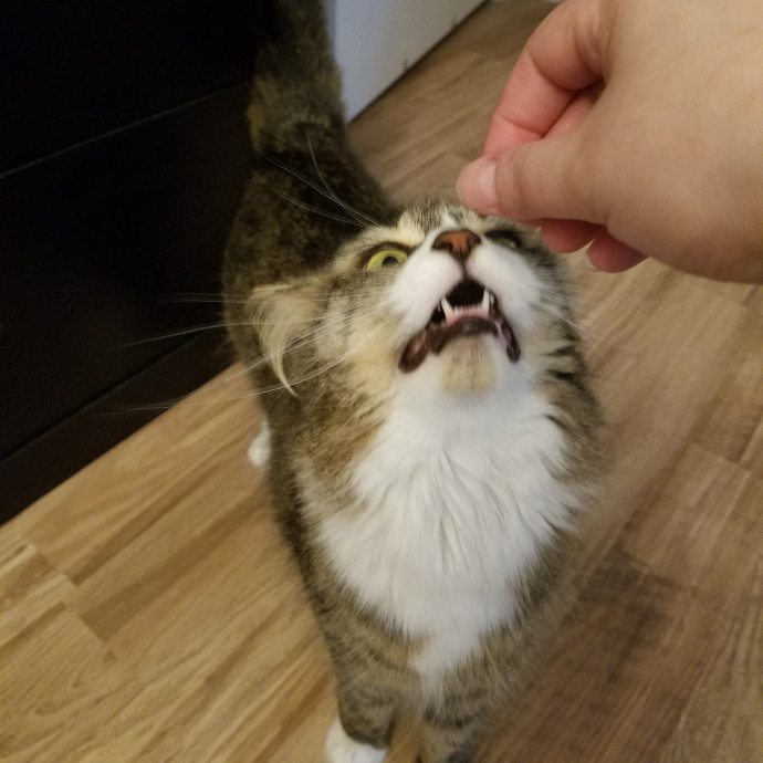 Sydel The Kitty Auntie