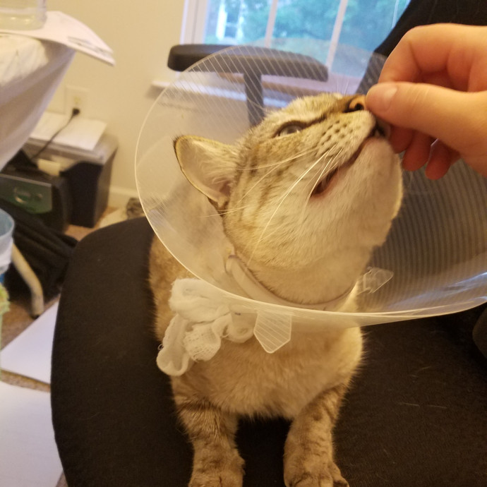 Sydel The Kitty Auntie